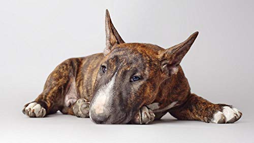Diy Diamant Malerei Netter Bullterrier Handarbeit Basteln Voller Diamant Kreuzstich Strass Mosaik Gemälde Raumdekor Wand Dekor von Adouftwo