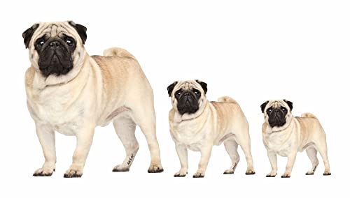 AdriLeo - Aufkleber 3er-Set - Mops - Deko Autoaufkleber Sticker Hund von AdriLeo