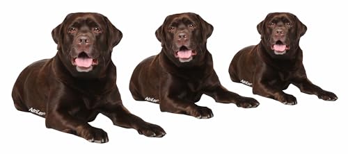 AdriLeo - Aufkleber 3er-Set – brauner Labrador Deko Autoaufkleber Sticker Hund von AdriLeo