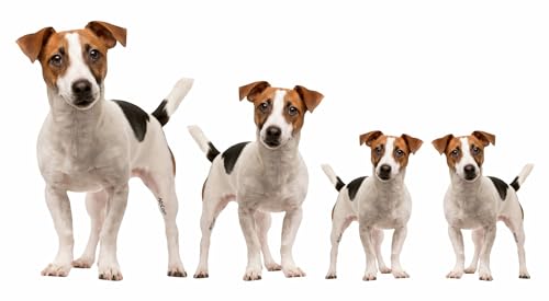 AdriLeo - Aufkleber 4er-Set - Jack Russell Terrier - Deko Autoaufkleber Sticker Hund von AdriLeo
