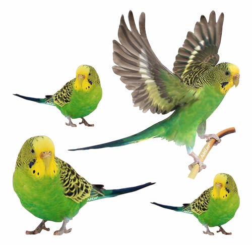 AdriLeo - Aufkleber 4er-Set – grüner Wellensittich - Deko Autoaufkleber Sticker Vogel Papagei von AdriLeo