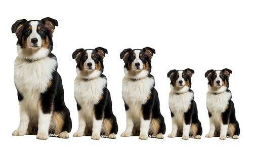 AdriLeo - Aufkleber 5er-Set – Australian Shepherd tri-color - Deko Autoaufkleber Sticker Hund Aussie Schäferhund von AdriLeo