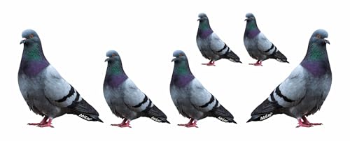 AdriLeo - Aufkleber 6er-Set - Taube Brieftaube - Deko Autoaufkleber Sticker Vogel Papagei von AdriLeo