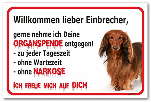 AdriLeo Schild - Vorsicht Roter Langhaardackel - Willkommen lieber Einbrecher - (15x20cm) / Achtung Hund Wachhund Dackel Teckel Dachshund robust langlebig UV-beständig wetterfestes Warnschild von AdriLeo