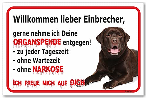 AdriLeo Schild - Vorsicht brauner Labrador Retriever - Willkommen lieber Einbrecher - (20x30cm) / Achtung Hund Wachhund robust langlebig UV-beständig wetterfestes Warnschild von AdriLeo