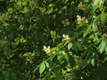 Appalachen-Rosskastanie, Aesculus flava, Topfware von Aesculus flava