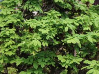 Rosskastanie 'Monstrosa', 20-25 cm, Aesculus hippocastanum 'Monstrosa', Containerware von Aesculus hippocastanum 'Monstrosa'