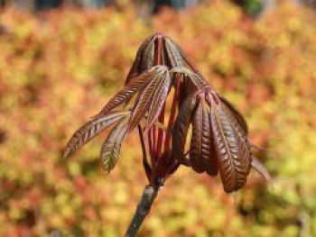 Indische Rosskastanie, Aesculus indica, Topfware von Aesculus indica