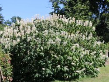 Strauchkastanie, 60-80 cm, Aesculus parviflora, Containerware XXL von Aesculus parviflora