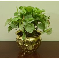 Übertopf Aus Messing || Pflanzenbehälter|| Blumentopf Für Indoor/Outdoor Plant & Home Decor - Durchmesser-20 Zoll von AestheticTangerine