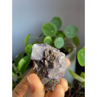 Elmwood Fluorit-Cluster-Fluorit Auf Sphalerit Tennessee Fluorit-Mineralprobe Lila Fluorit-Kristallkristalle Matrix Elmwood Fluorit-Cluster-Fluorit Auf Sphalerit Tennessee Fluorit-Mineralprobe Lila Fluorit-Kristallkristalle Matrix von AethericMinerals