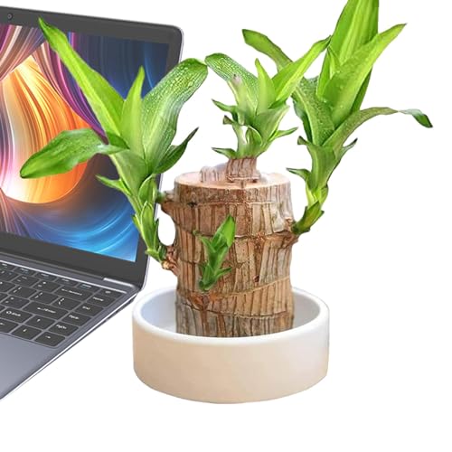 Mini Brasilien Lucky Wood - m-agical Sprouting Lucky Bam-Boo Wood, Brazilian Lucky Wood Plant, Hydroponic Potted Plant Stump Mini Plant, IndoorOffice Desktop Plant to Purify Indoor Air von Aeutwekm