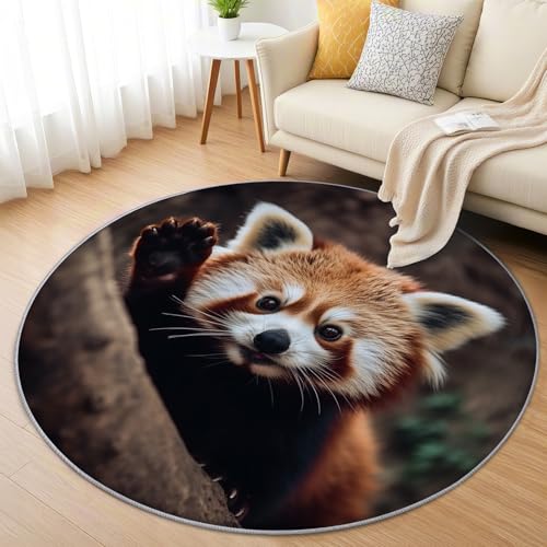 AevuCub Roter Panda Teppich Rund 200cm Kurzflor - Waschbare Teppiche Wohnzimmer Niedliches Tiermuster - Runder Teppich 200 cm Durchmesser Kinderzimmer - Bettvorleger Schlafzimmer rutschfest Weich AevuCub Roter Panda Teppich Rund 200cm Kurzflor - Waschbare Teppiche Wohnzimmer Niedliches Tiermuster - Runder Teppich 200 cm Durchmesser Kinderzimmer - Bettvorleger Schlafzimmer rutschfest Weich von AevuCub