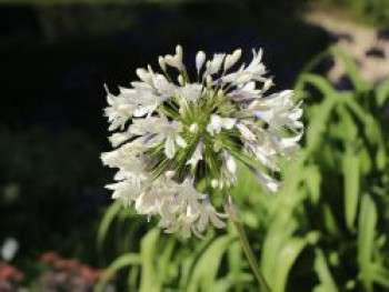 Schmucklilie 'Enigma', Agapanthus 'Enigma', Topfware von Agapanthus 'Enigma'