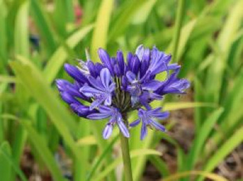 Schmucklilie 'Monique', Agapanthus 'Monique', Containerware von Agapanthus 'Monique'
