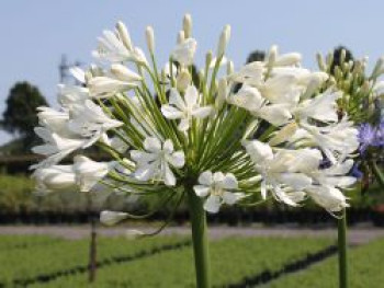 Afrikanische Schmucklilie 'Albus', Agapanthus africanus 'Albus', Containerware von Agapanthus africanus 'Albus'