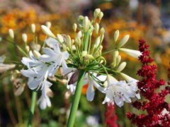 Afrika-Schmucklilie 'Arctic Star', Agapanthus africanus 'Arctic Star', Containerware von Agapanthus africanus 'Arctic Star'
