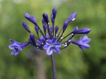 Schmucklilie 'Back in Black', Agapanthus africanus 'Back in Black', Topfware von Agapanthus africanus 'Back in Black'
