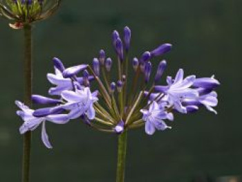 Schmucklilie 'Blue Triumphator', Agapanthus africanus 'Blue Triumphator', Topfware von Agapanthus africanus 'Blue Triumphator'