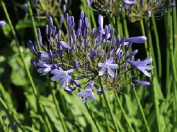 Schmucklilie 'Dr. Brouwer', Agapanthus africanus 'Dr. Brouwer', Containerware von Agapanthus africanus 'Dr. Brouwer'