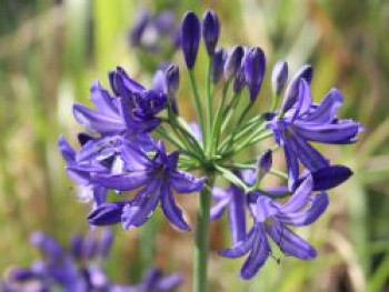 Afrika-Schmucklilie 'Nothern Star', Agapanthus africanus 'Nothern Star', Containerware von Agapanthus africanus 'Nothern Star'