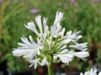 Schmucklilie 'Polar Ice', Agapanthus africanus 'Polar Ice', Containerware von Agapanthus africanus 'Polar Ice'