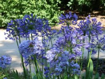 Schmucklilie 'Rotterdam', Agapanthus africanus 'Rotterdam', Containerware von Agapanthus africanus 'Rotterdam'