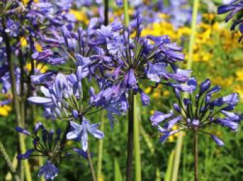Garten-Schmucklilie 'Sunfield', Agapanthus africanus 'Sunfield', Containerware von Agapanthus africanus 'Sunfield'