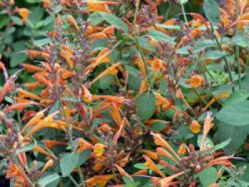 Duftnessel 'Apricot Sprite', Agastache aurantiaca 'Apricot Sprite', Topfware von Agastache aurantiaca 'Apricot Sprite'