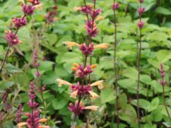 Orangen-Duftnessel 'Mango Tango', Agastache aurantiaca 'Mango Tango', Topfware von Agastache aurantiaca 'Mango Tango'