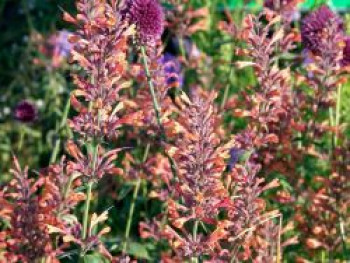 Rotblühende Duftnessel 'Firebird', Agastache barberi 'Firebird', Topfware von Agastache barberi 'Firebird'