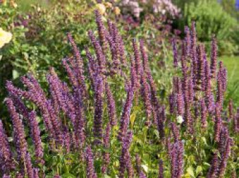 Anis-Duftnessel 'Purple Haze' ®, Agastache foeniculum 'Purple Haze' ®, Topfware von Agastache foeniculum 'Purple Haze' ®