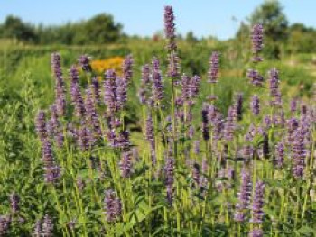 Anis-Duftnessel, Agastache foeniculum, Topfware von Agastache foeniculum
