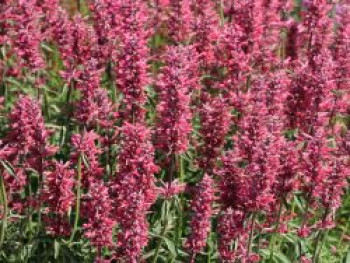 Mexikanische Duftnessel 'Red Fortune', Agastache mexicana 'Red Fortune', Topfware von Agastache mexicana 'Red Fortune'