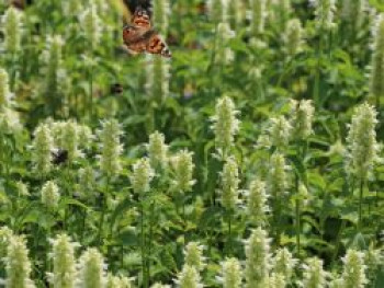 Duftnessel  'Alabaster', Agastache rugosa 'Alabaster', Topfware von Agastache rugosa 'Alabaster'