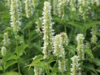 Asiatische Duftnessel 'Alba', Agastache rugosa 'Alba', Topfware von Agastache rugosa 'Alba'