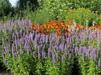 Asiatische Duftnessel 'Blue Fortune', Agastache rugosa 'Blue Fortune', Topfware von Agastache rugosa 'Blue Fortune'