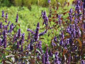 Anis-Duftnessel 'Little Adder', Agastache rugosa 'Little Adder', Topfware von Agastache rugosa 'Little Adder'
