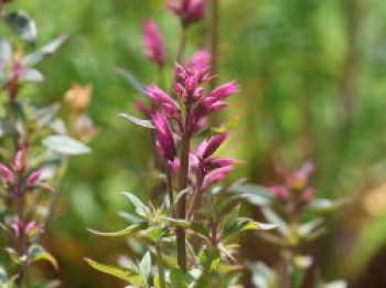 Fadenblatt-Riesen-Ysop 'Rosie Posie', Agastache rupestris 'Rosie Posie', Topfware von Agastache rupestris 'Rosie Posie'
