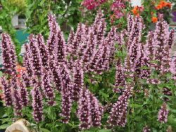 Duftnessel 'Beelicious Pink', Agastache x cultorum 'Beelicious Pink', Topfware von Agastache x cultorum 'Beelicious Pink'