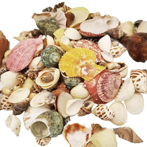 200g Scallop Shells for Crafts Muscheln zum Bemalen Seesterne Deko Muscheln Deko Vase Fillers Geeignet für Familienfeiern Hochzeitsdekorationen für DIY-Produktion usw(Gemischtes Modell) von AhLmA