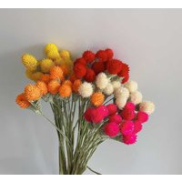 10 Stäbchen Getrocknete Schneekugeln Blumen, Getrocknete Blüten Äste, Getrocknete Blumengesteck, Kunstblumen, Diy Bastelbedarf, Wohndekoration von AimGoFloralDecor