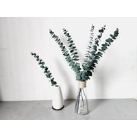 10x Konservierte Eukalyptuszweige 14", Getrockneter Eukalyptusstrauß, Trockenblumen Gesteck, Bastelstütze, Eukalyptus Für Vase, Wohndeko von AimGoFloralDecor