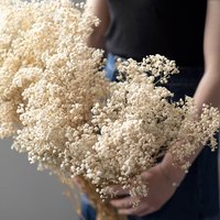 4 Farben Konservierte Gypsophila Strauß, Getrockneter Baby-Atemstrauß, Getrocknete Blumengesteck, Diy Bastelbedarf, Home Dekor, Hochzeit Blumen Dekor von AimGoFloralDecor