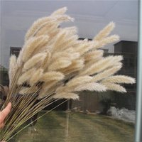 50 Stiele Getrocknetgras Bundle, 22 "Getrocknete Blumen Und Gras, Getrocknete Anordnung, Gras Für Vase, Wohnkultur, Hochzeit Dekor von AimGoFloralDecor