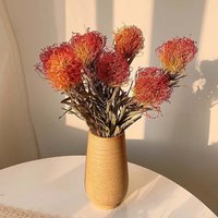 Getrocknete Leucospermum Blumen ，natürliche Leucospermum Cordifolium，trockenblumen Arrangement，blumen Für Vasenfüller，home Dekoration，hochzeitsdekor von AimGoFloralDecor