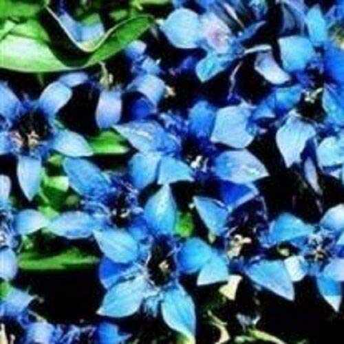 Saatgut, Gentiana, Septemfida, 50 Samen von AirGarden