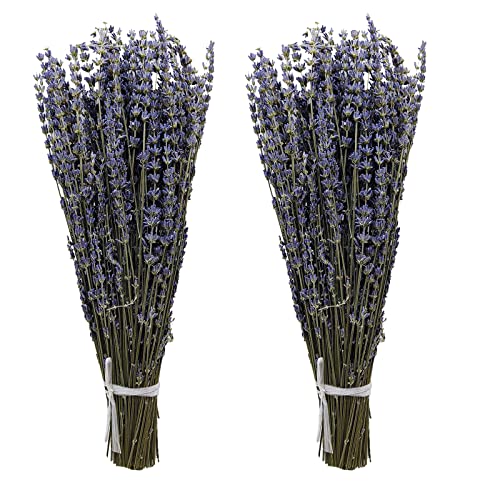 Aisamco 2 Stück getrocknete Lavendelbündel, natürliche getrocknete Lavendelblüten, 40 cm Länge, natürliche getrocknete Blumen für Zuhause, Hochzeit, Blumendekoration Aisamco 2 Stück getrocknete Lavendelbündel, natürliche getrocknete Lavendelblüten, 40 cm Länge, natürliche getrocknete Blumen für Zuhause, Hochzeit, Blumendekoration von Aisamco