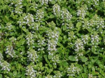 Weißblühender Günsel 'Alba', Ajuga reptans 'Alba', Topfware von Ajuga reptans 'Alba'