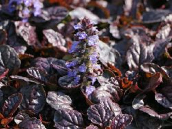 Rotblättriger Günsel 'Atropurpurea', Ajuga reptans 'Atropurpurea', Containerware von Ajuga reptans 'Atropurpurea'